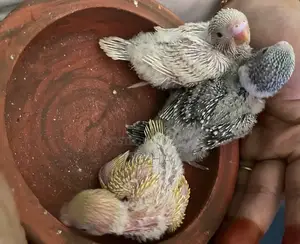 Budgerigar Baby All Size Available.