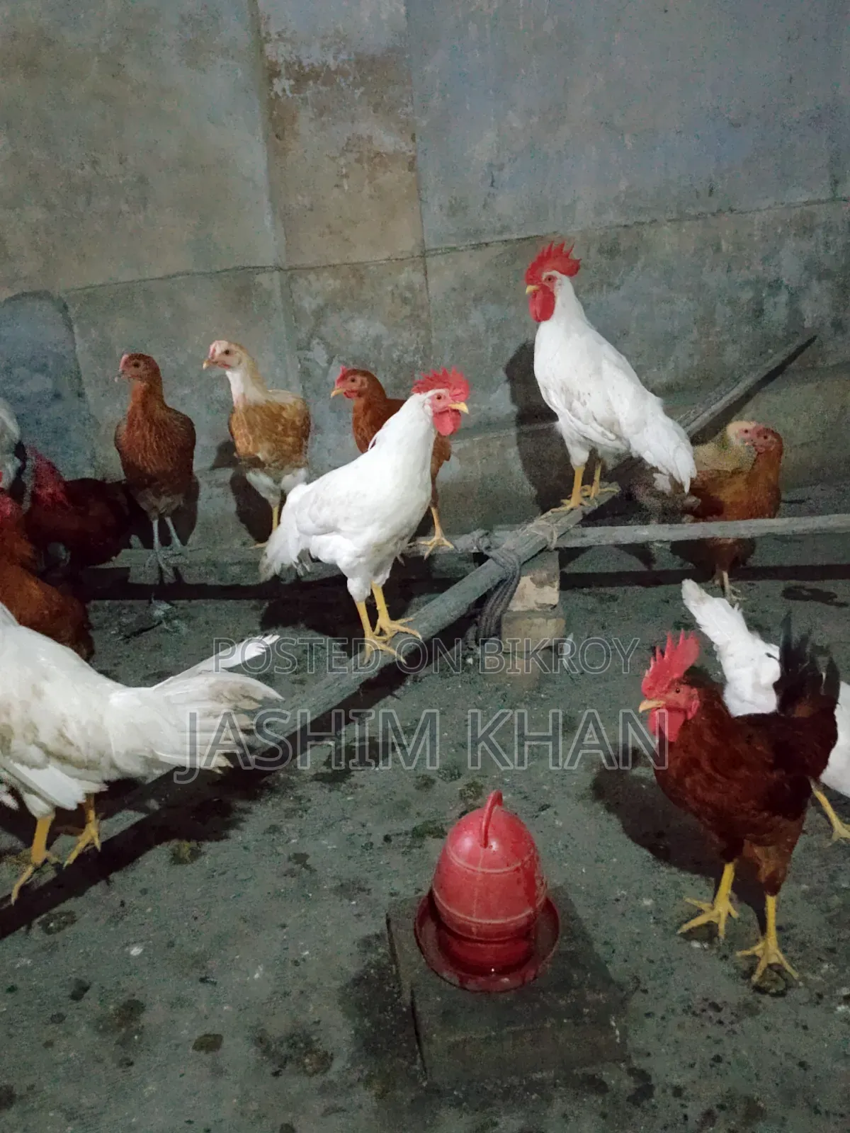 মোরগ বিক্রি করা হবে।