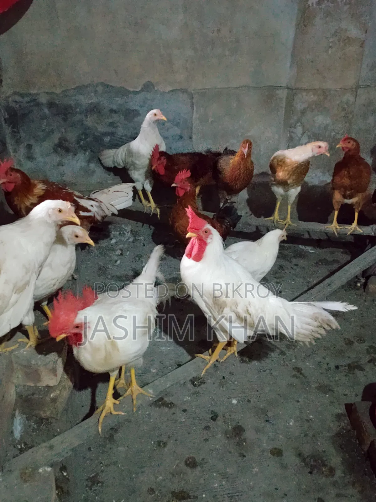 মোরগ বিক্রি করা হবে।