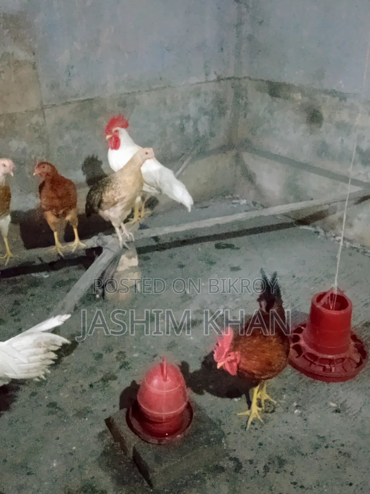 মোরগ বিক্রি করা হবে।