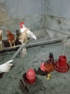 মোরগ বিক্রি করা হবে।