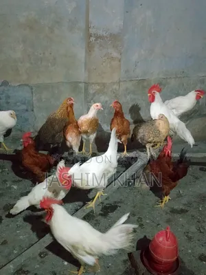 মোরগ বিক্রি করা হবে।