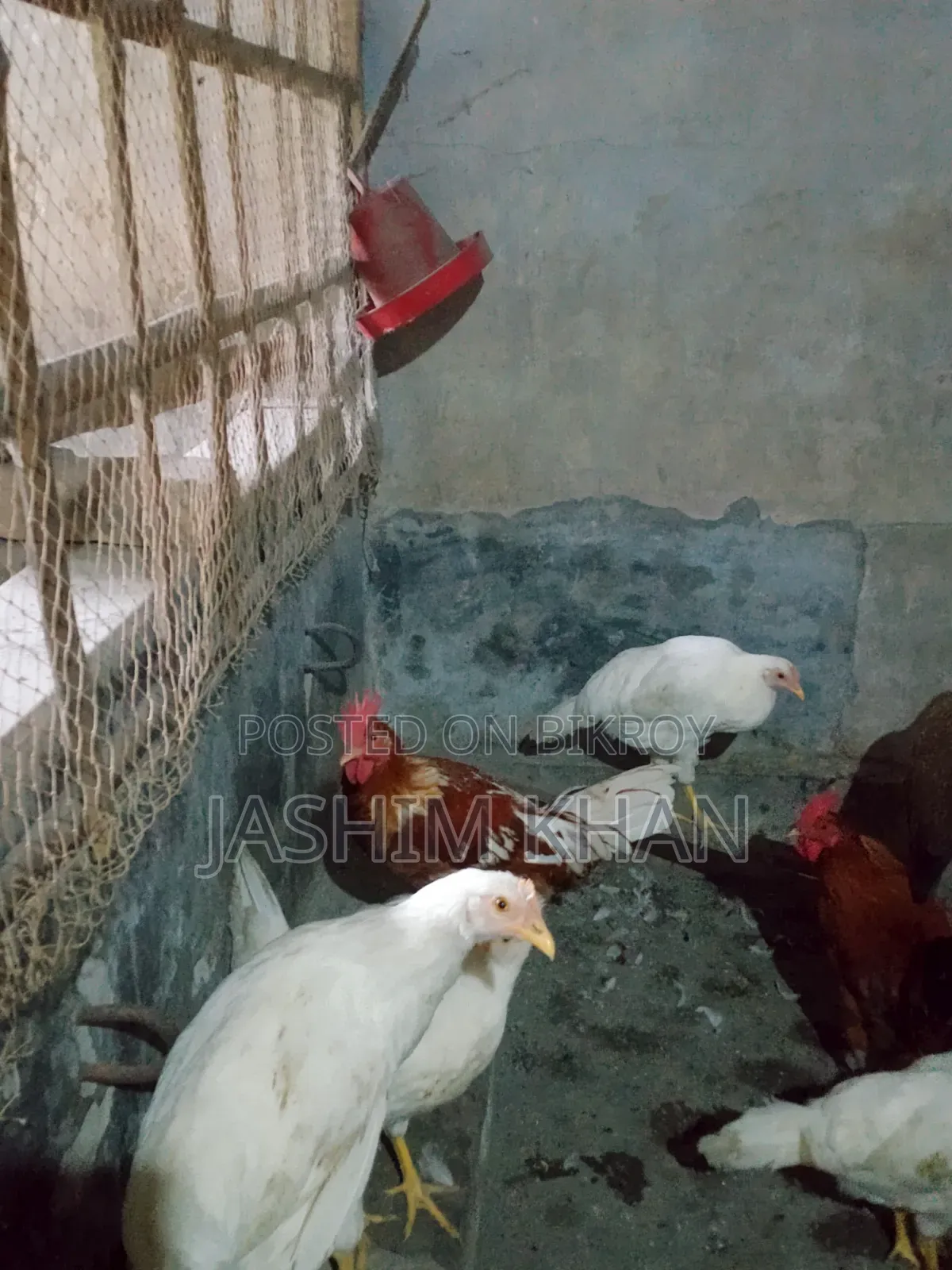 মোরগ বিক্রি করা হবে।
