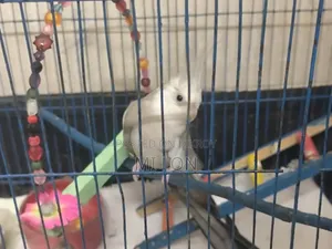 1 Piece Cockatiel White Face For Sale Price Taka