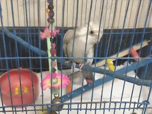 1 Piece Cockatiel White Face For Sale Price Taka