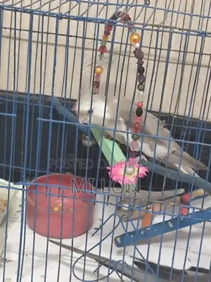 1 Piece Cockatiel White Face For Sale Price Taka