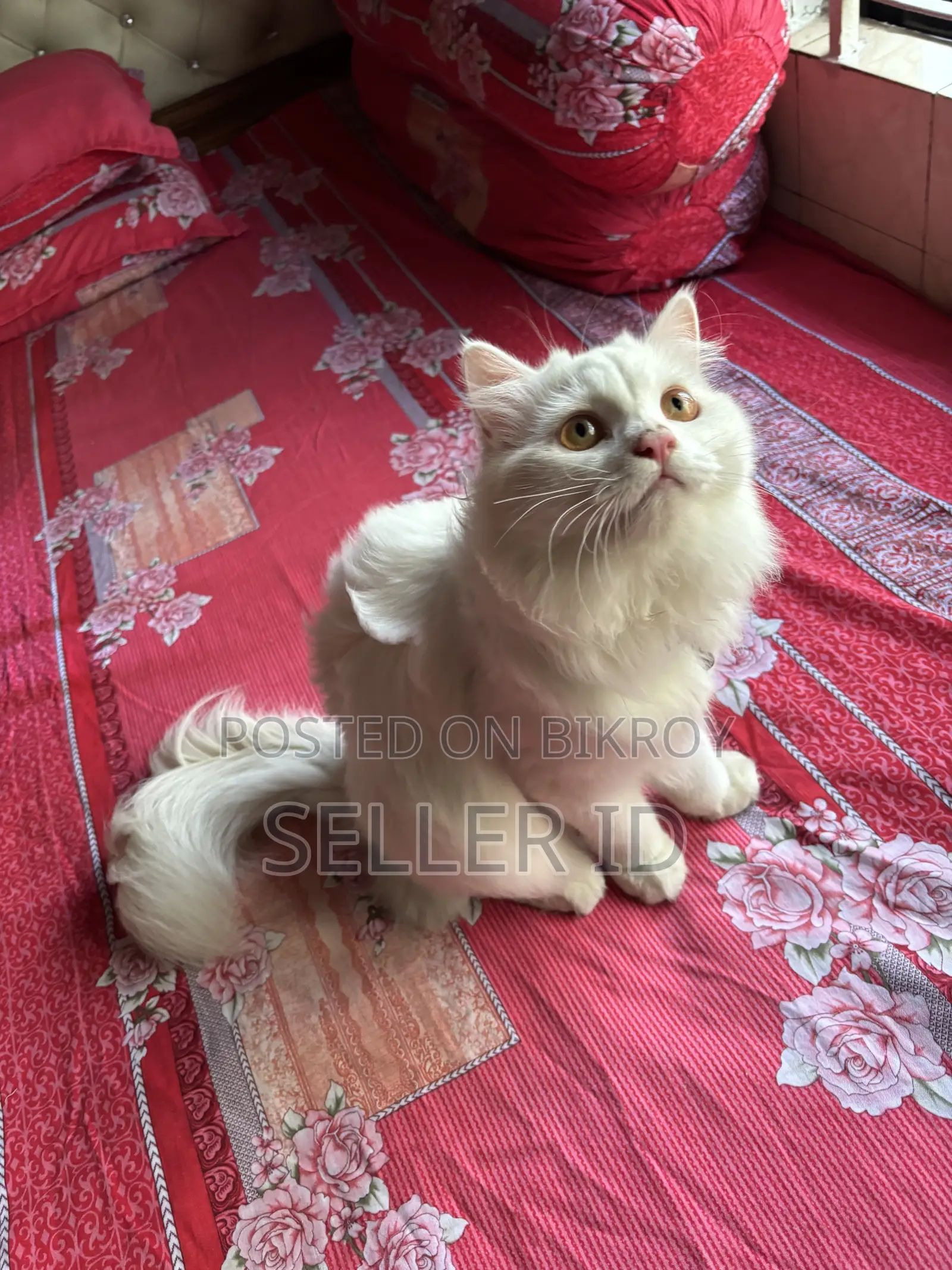 6-12 months Male Purebred Persian