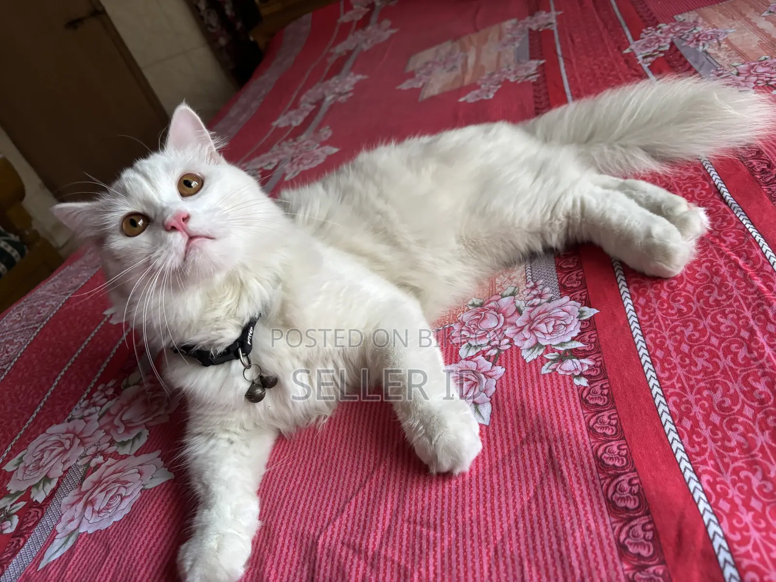 6-12 months Male Purebred Persian