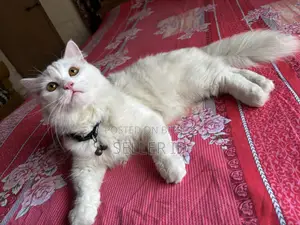 6-12 months Male Purebred Persian