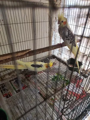 Cockatiel Pair Running With 1 Baby