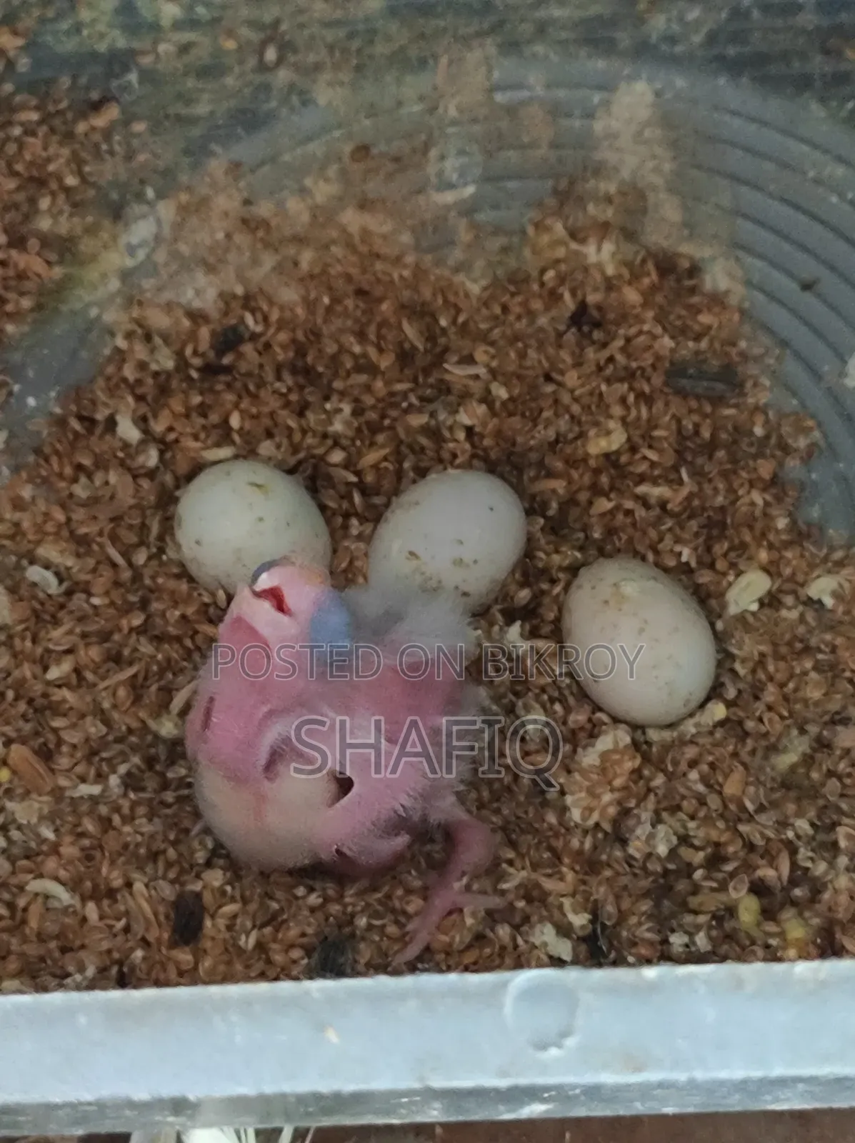 এক জোড়া ককটেল পাখি ১টি বাচ্চা সহ রানিং