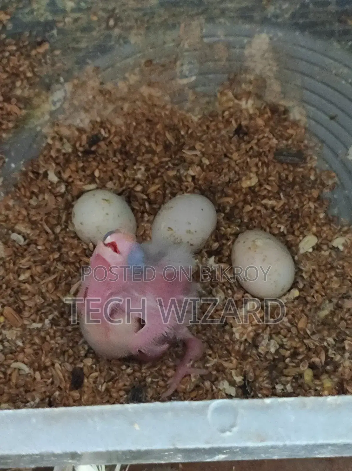 ককটেল জোড়া রানিং