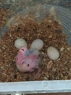 এক জোড়া ককটেল পাখি ১টি বাচ্চা সহ রানিং