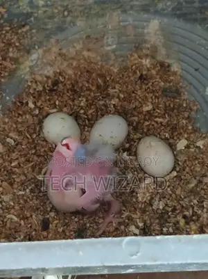 ককটেল জোড়া রানিং