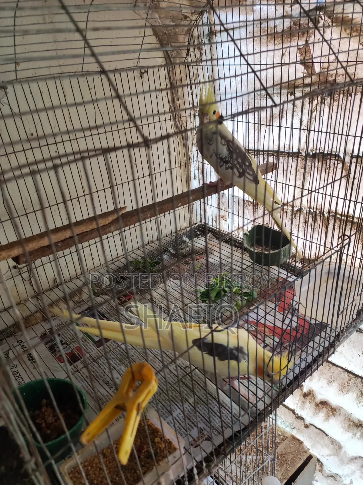 এক জোড়া ককটেল পাখি ১টি বাচ্চা সহ রানিং