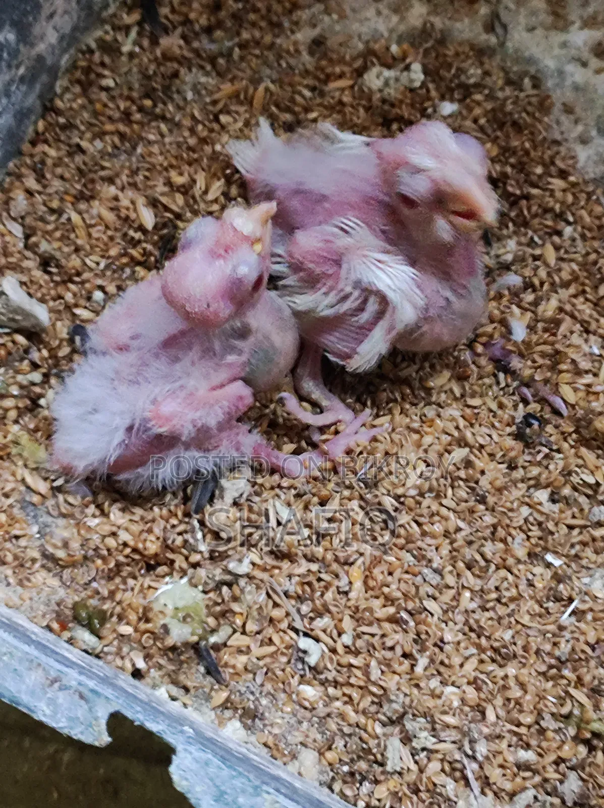 Cockatiel Albino Master Pair With 2 Babies