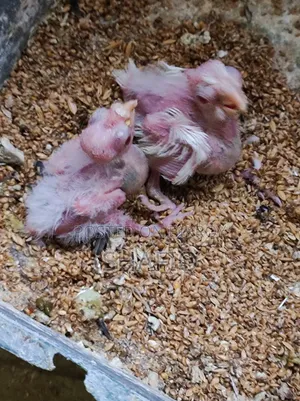 Cockatiel Albino Master Pair With 2 Babies