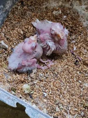 Cockatiel Albino Master Pair With 2 Babies
