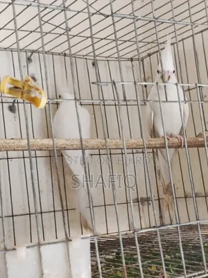 Cockatiel Albino Master Pair With 2 Babies