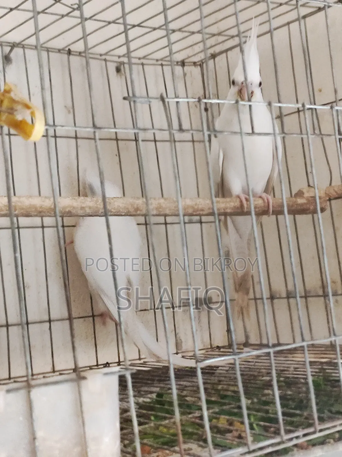 Cockatiel Albino Master Pair With 2 Babies