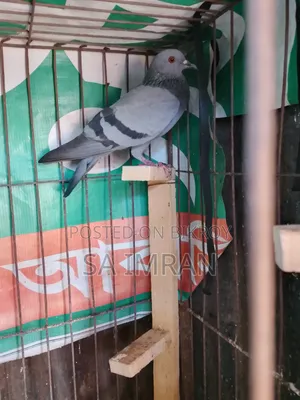 Jalali Female Pigeon