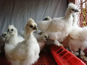 সিল্কি চিকেন বেবি