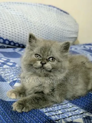 1-3 months Female Purebred Persian