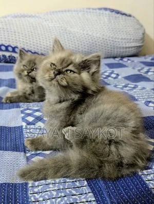 1-3 months Female Purebred Persian