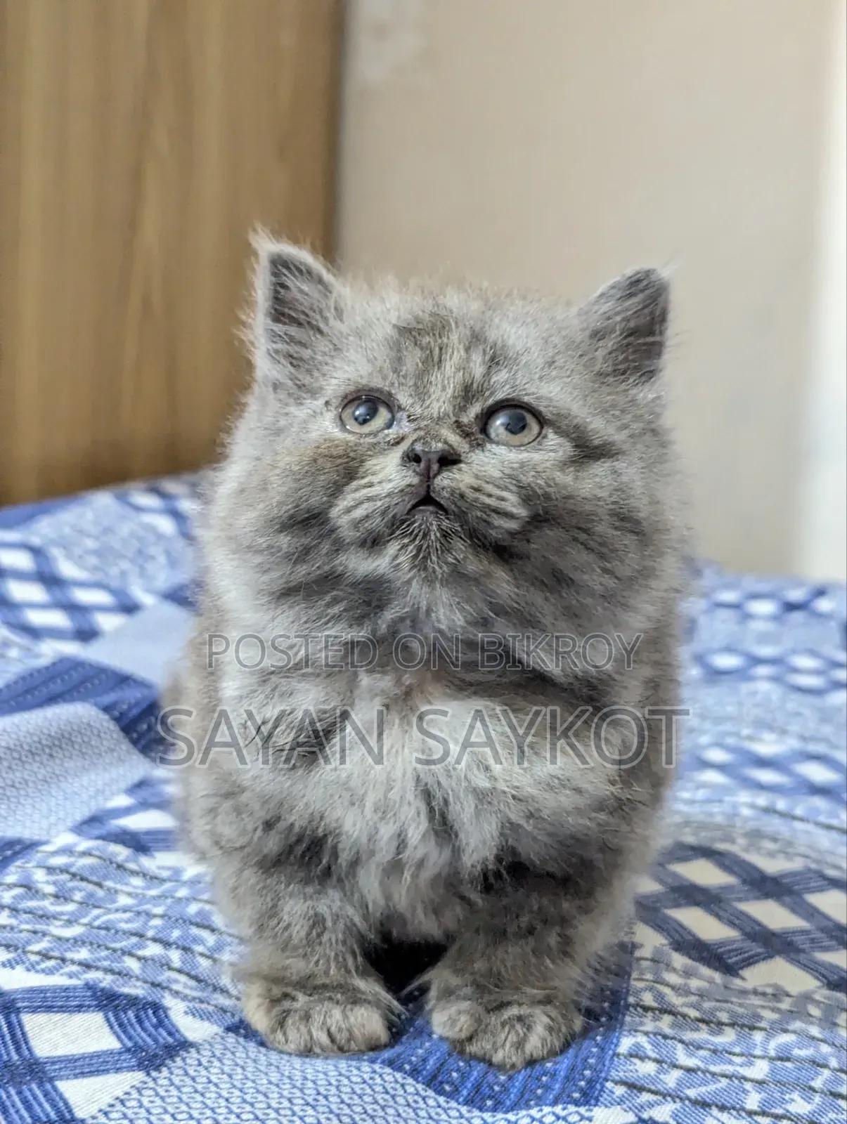 1-3 months Female Purebred Persian