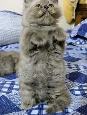 1-3 months Female Purebred Persian