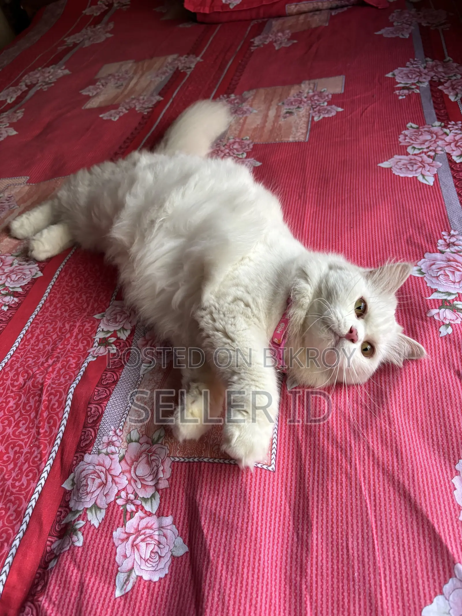 1+ year Female Purebred Persian