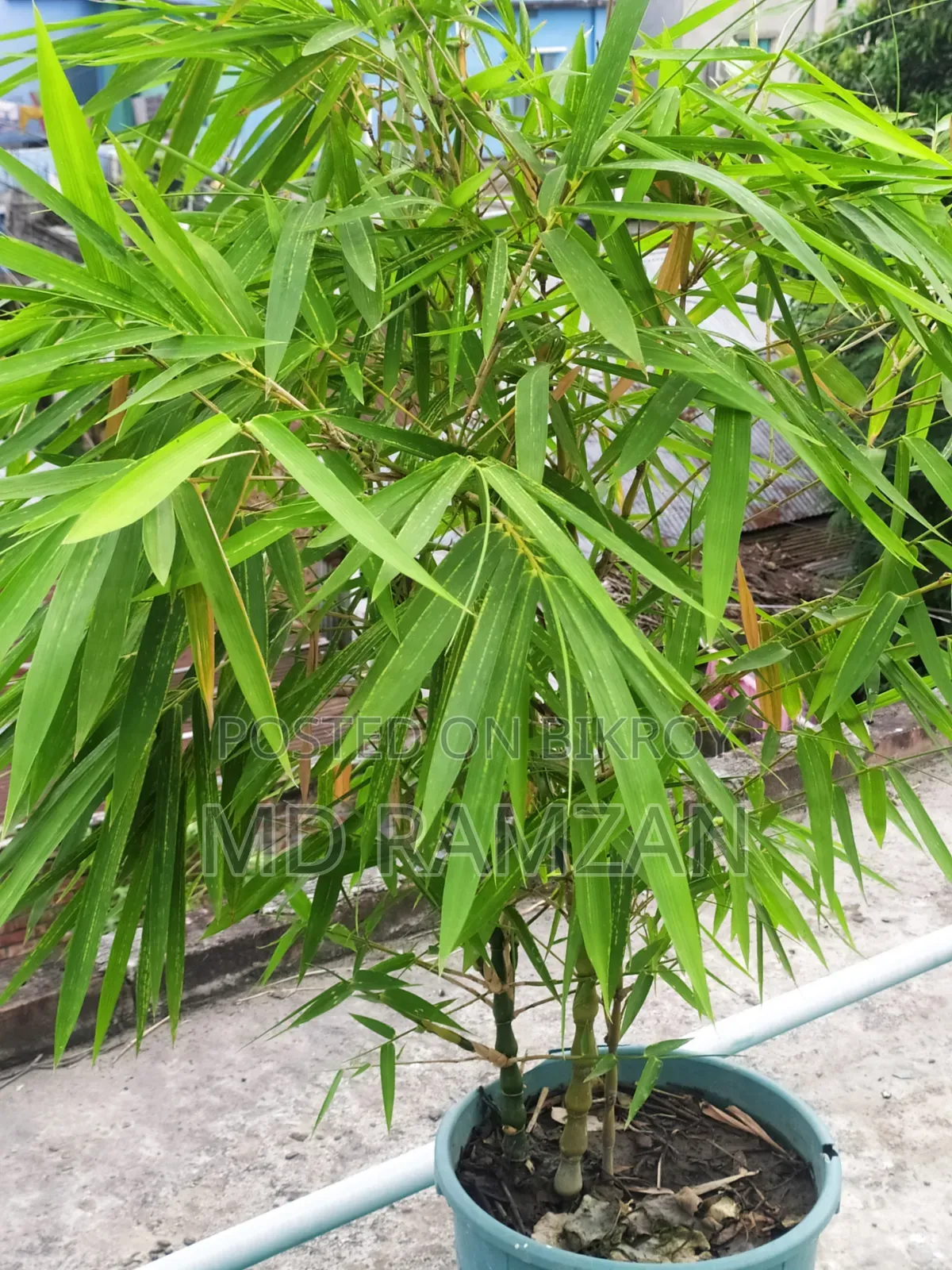 Ghoti Bamboo for Rooftop