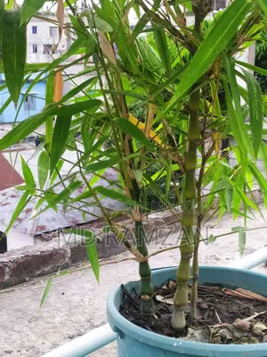 Ghoti Bamboo for Rooftop