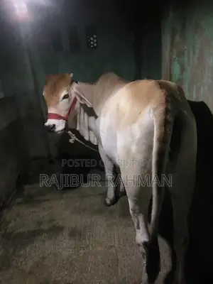 ভালো মানের বখনা