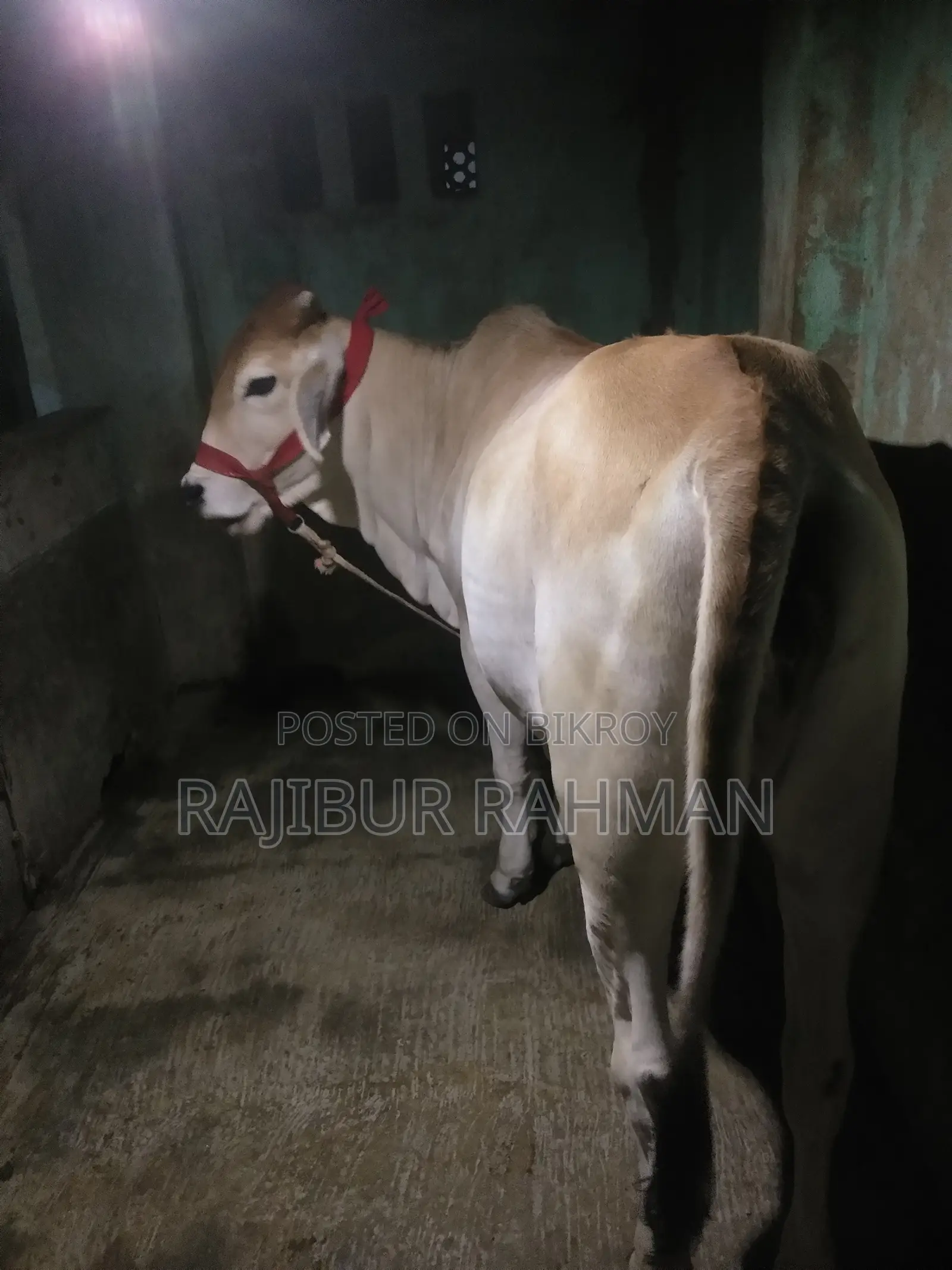 ভালো মানের বখনা