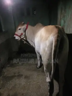 ভালো মানের বখনা