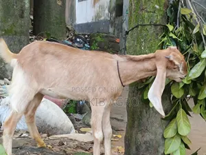 হরিয়ানা হাইকোলিটি মেয়ে বাচ্চা