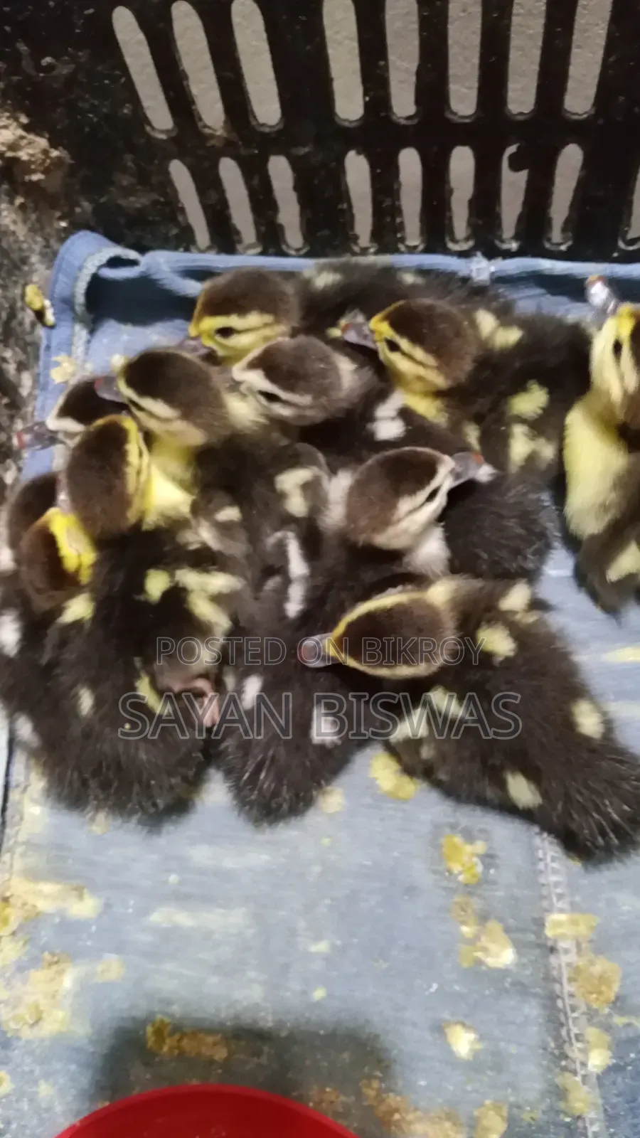 Muscovy Ducklings for Sale