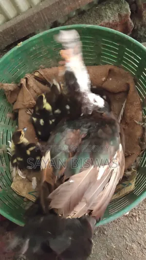 Muscovy Ducklings for Sale