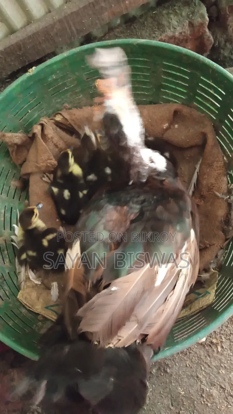 Muscovy Ducklings for Sale