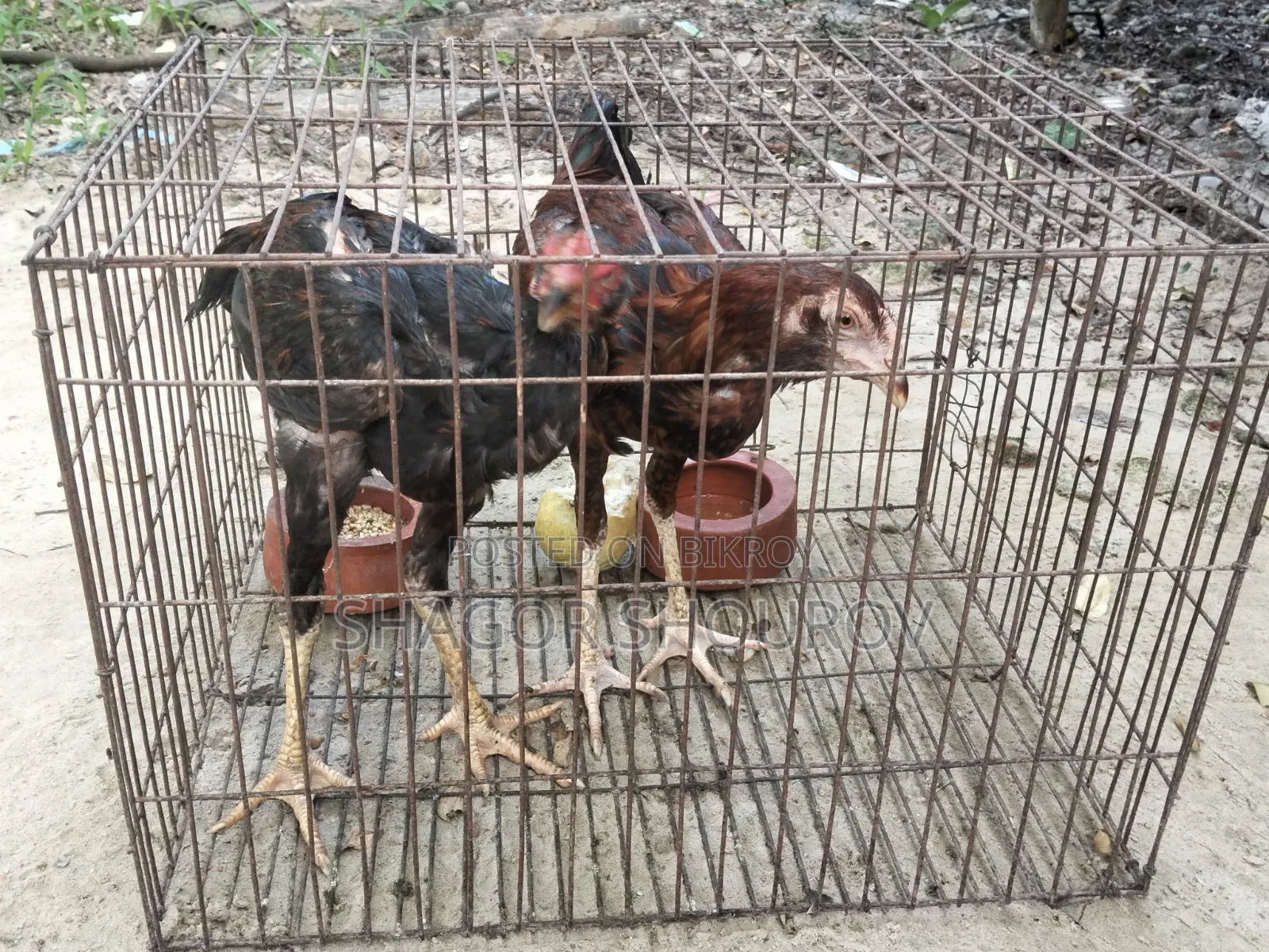 দুইজোড়া সরালি মুরগি