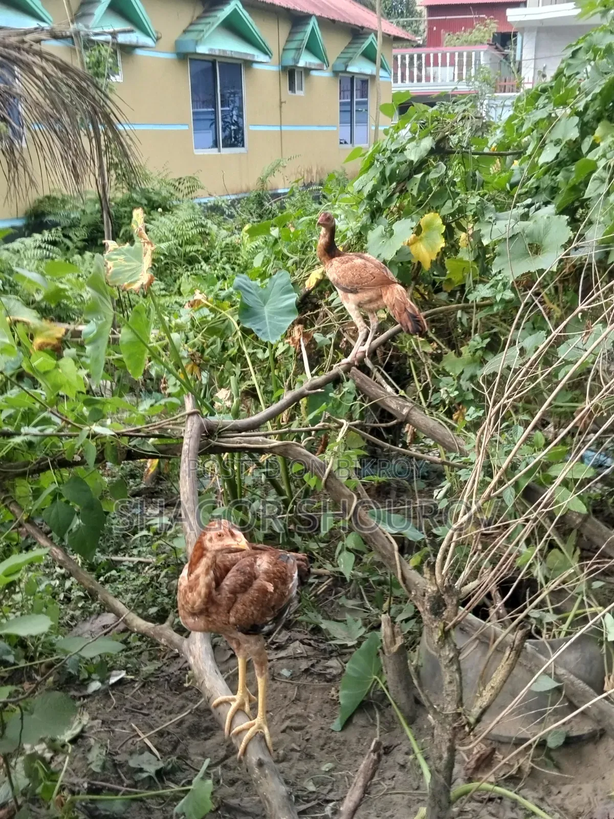 দুইজোড়া সরালি মুরগি
