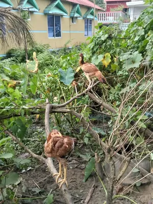 দুইজোড়া সরালি মুরগি