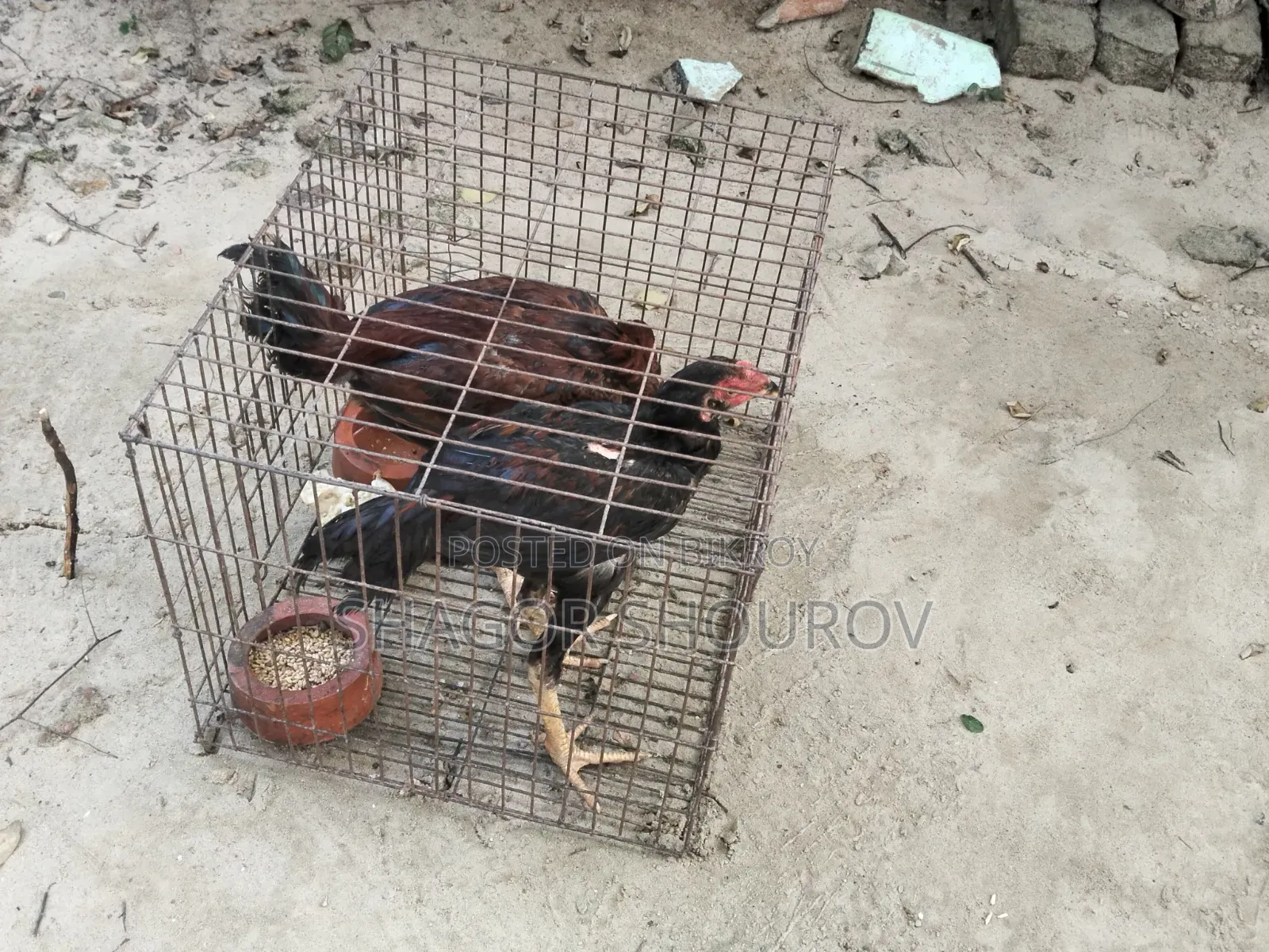 দুইজোড়া সরালি মুরগি