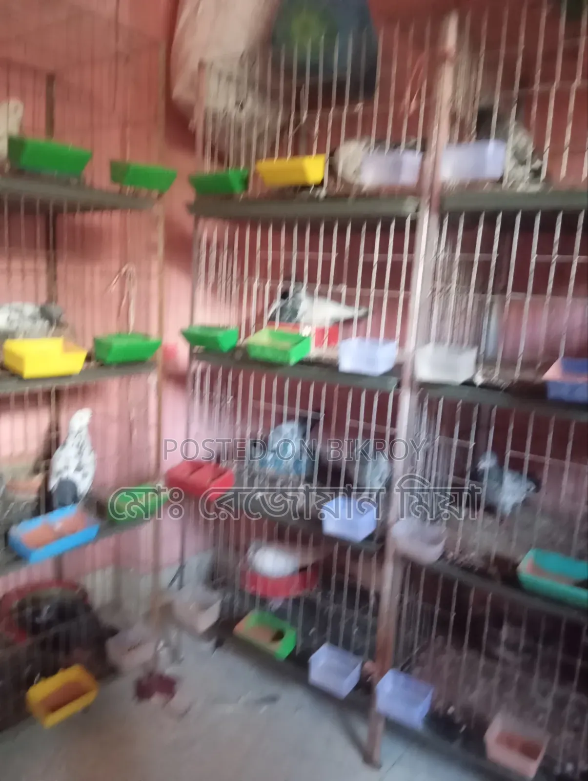 Active Pigeon