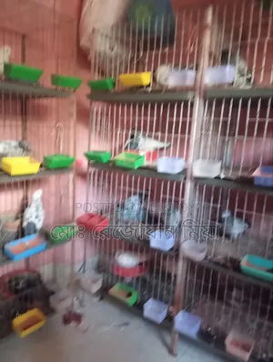 Active Pigeon