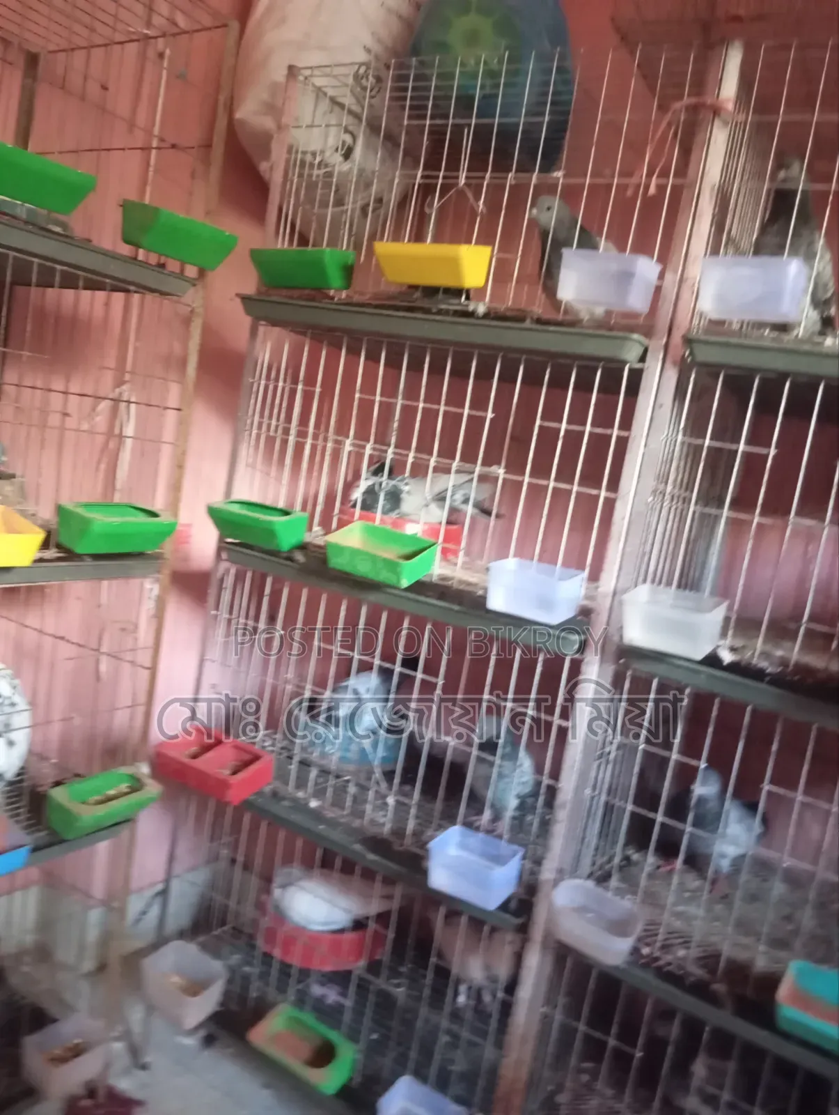 Active Pigeon