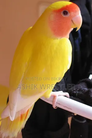Opaline Red Eye Lotino Female
