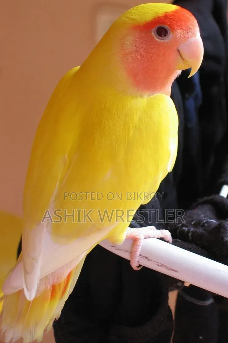 Opaline Red Eye Lotino Female