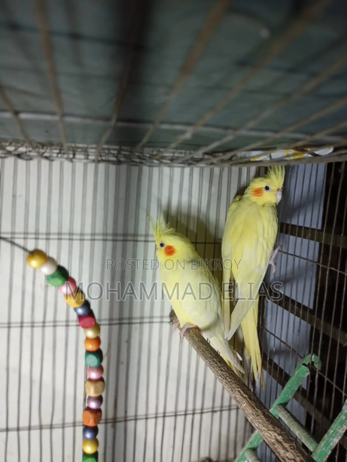 One Pair of Cockatiel Birds and One Pair of Lutino Red Eyes